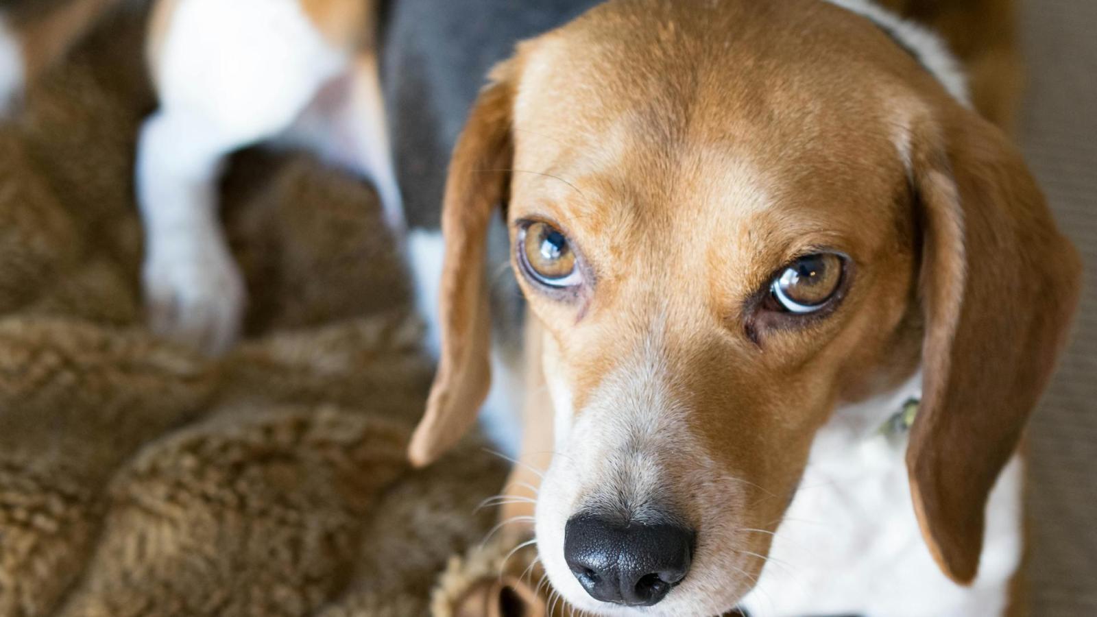 Perro beagle marrón