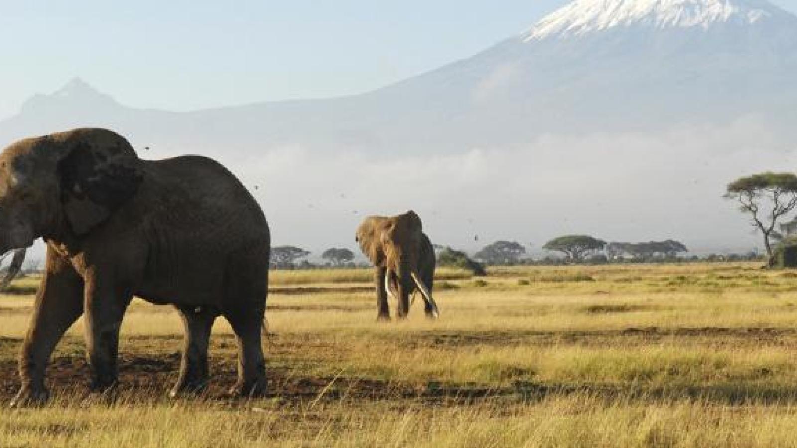 El miedo al terrorismo golpea al turismo de safari, sol y playa en Kenia