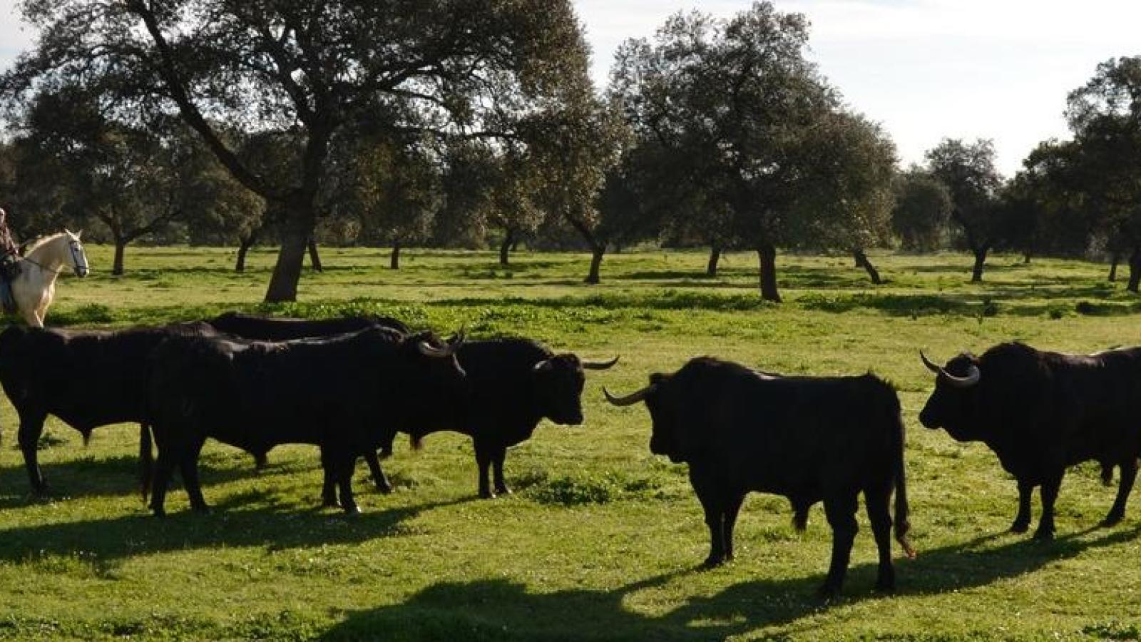 No habrá toros de Cuadri en la Feria de Julio