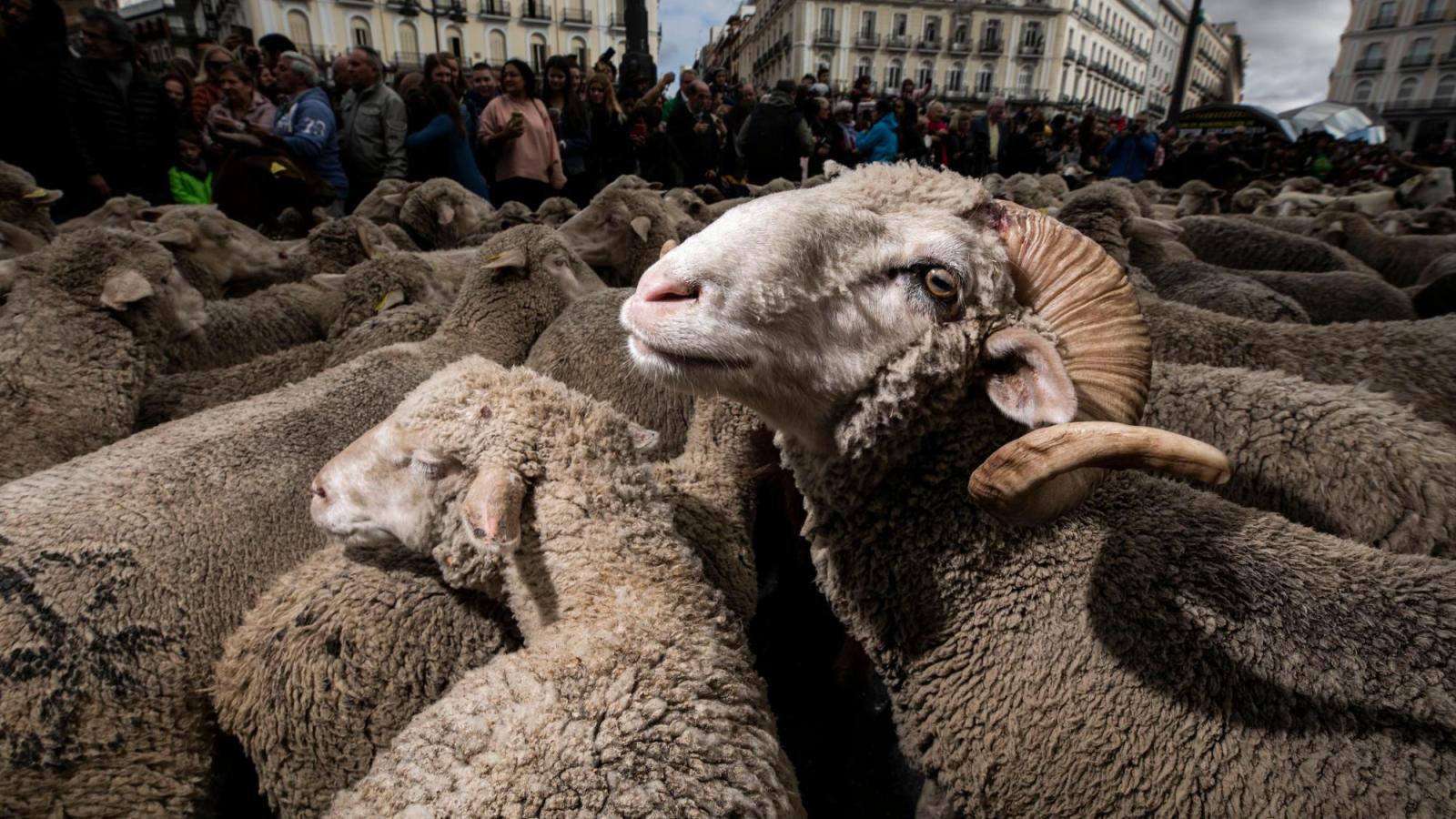 La Unesco incluye la trashumancia en España como Patrimonio Inmaterial