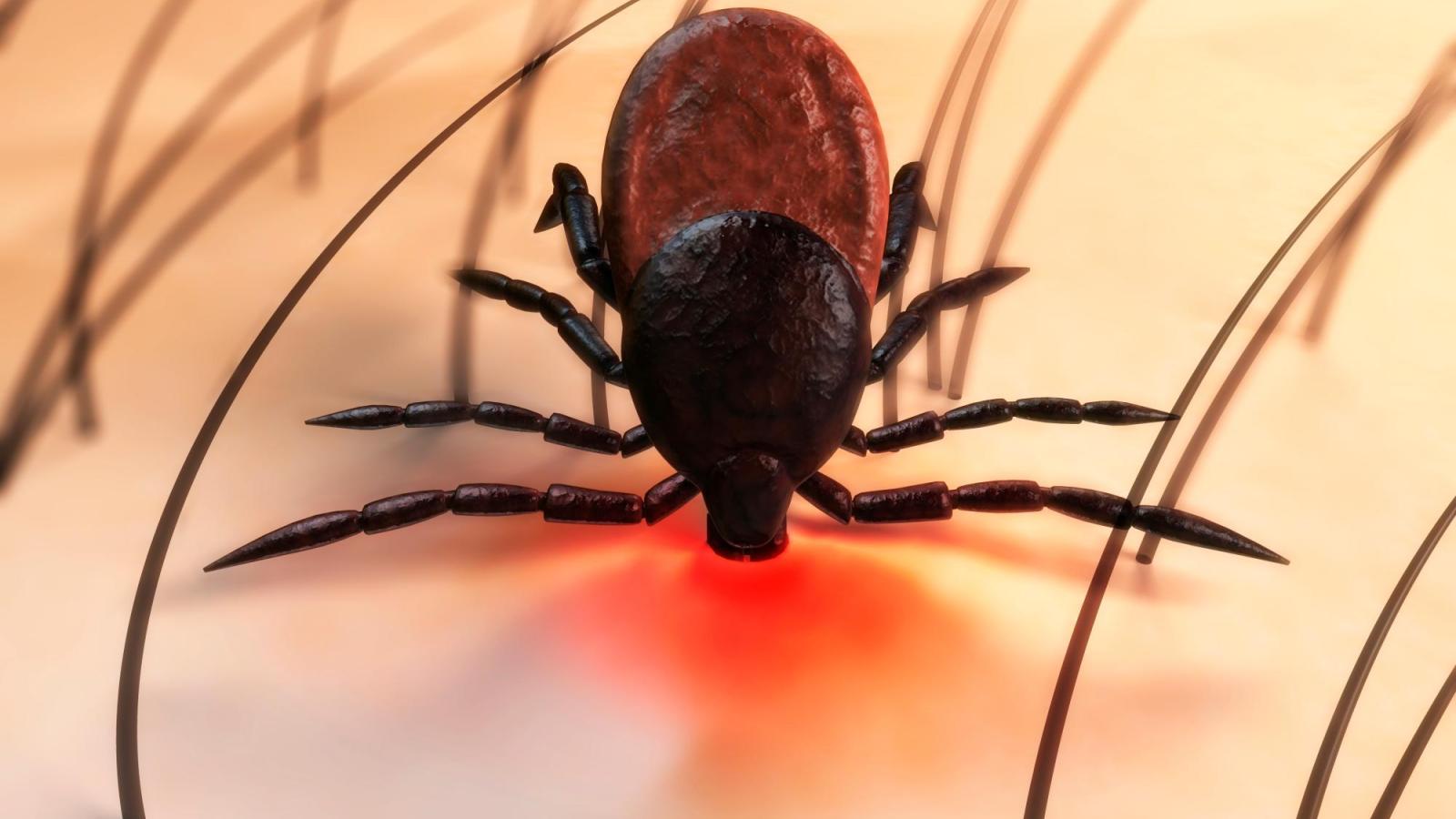 Castilla-La Mancha registra el primer caso de esta enfermedad rara transmitida por una garrapata africana