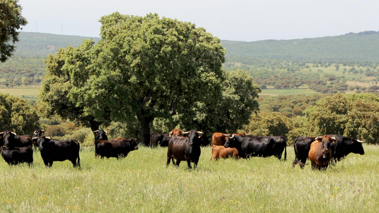 La Real Unión Criadores Toros de Lidia propone 12 medidas para el sector del bravo en Europa