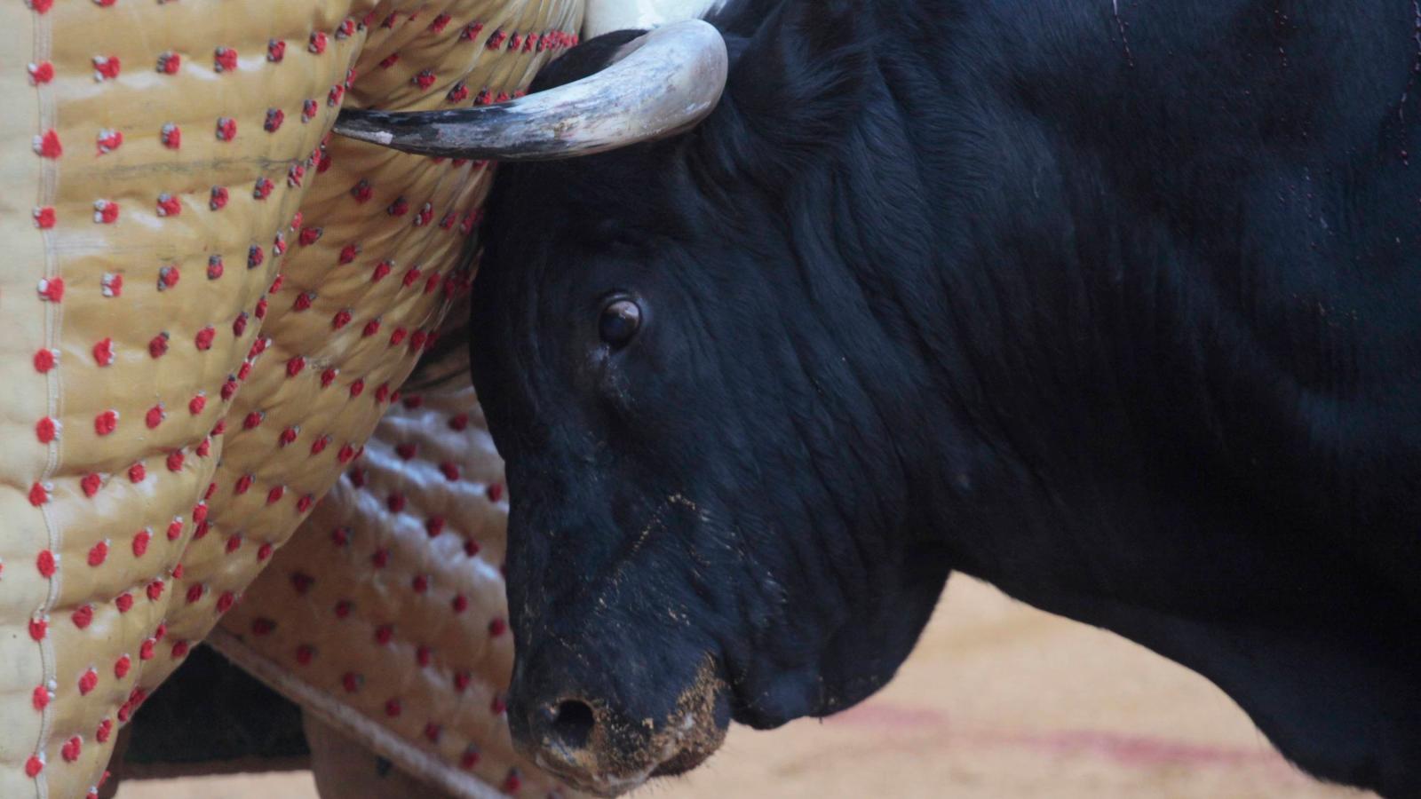 El toro, el que siempre tiene la última palabra