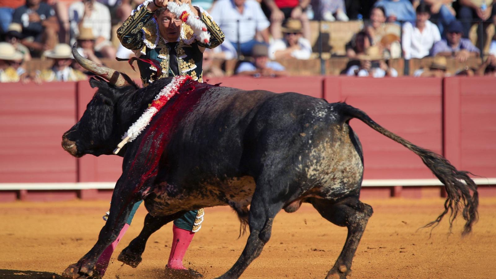 El diestro Manuel Escribano clava las banderillas a su primer toro, de la ganadería de Miura, en la decimoquinta corrida de abono de la Feria de Abril esta tarde en la plaza de la Real Maestranza de Sevilla.