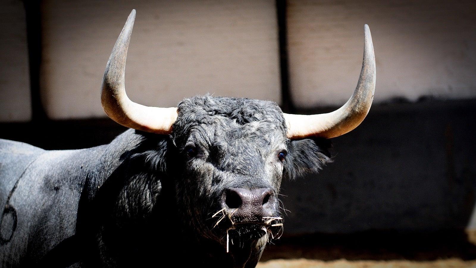 El toro cobra su propio protagonismo en Las Ventas en septiembre