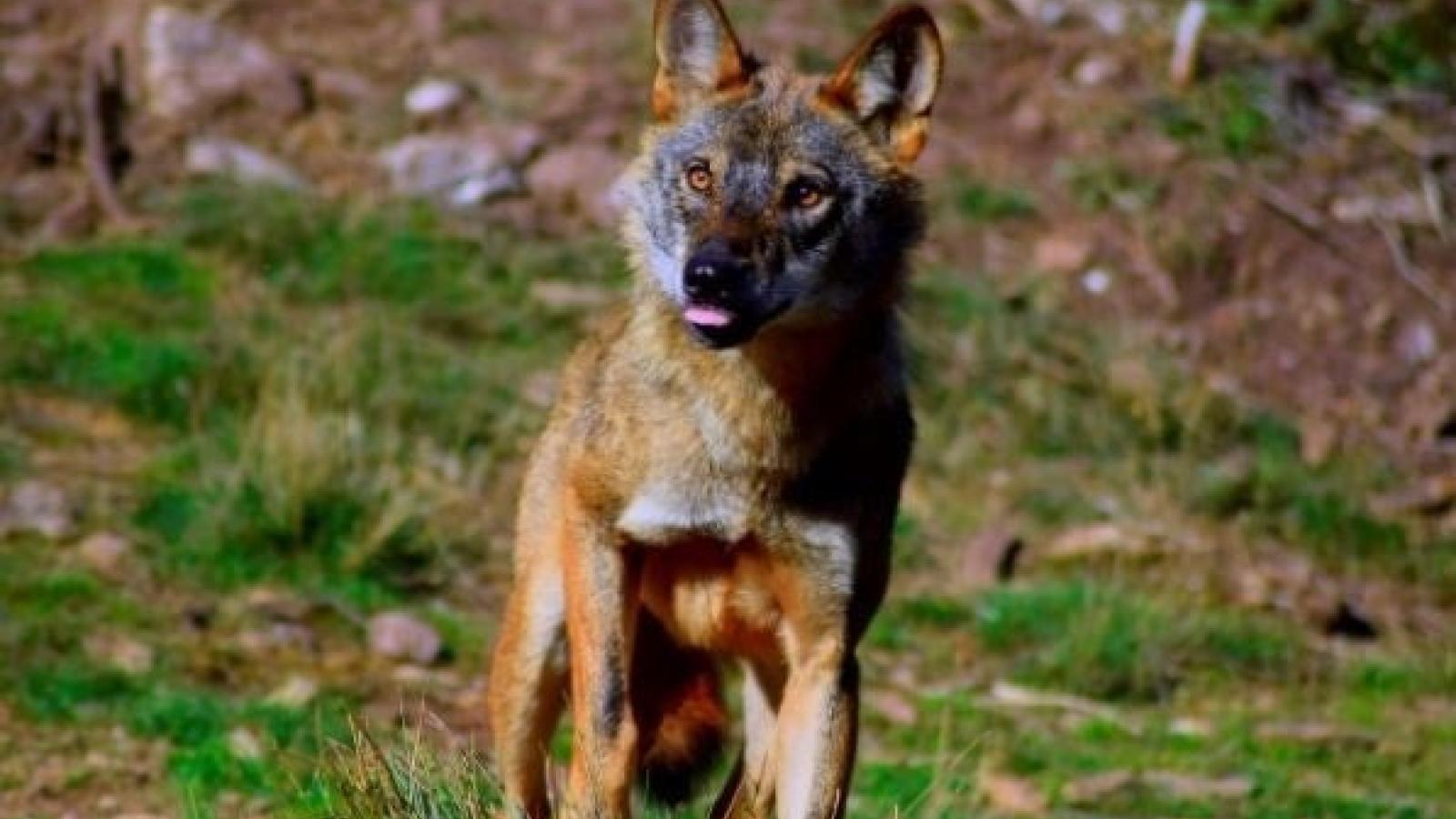 Lobo ibérico