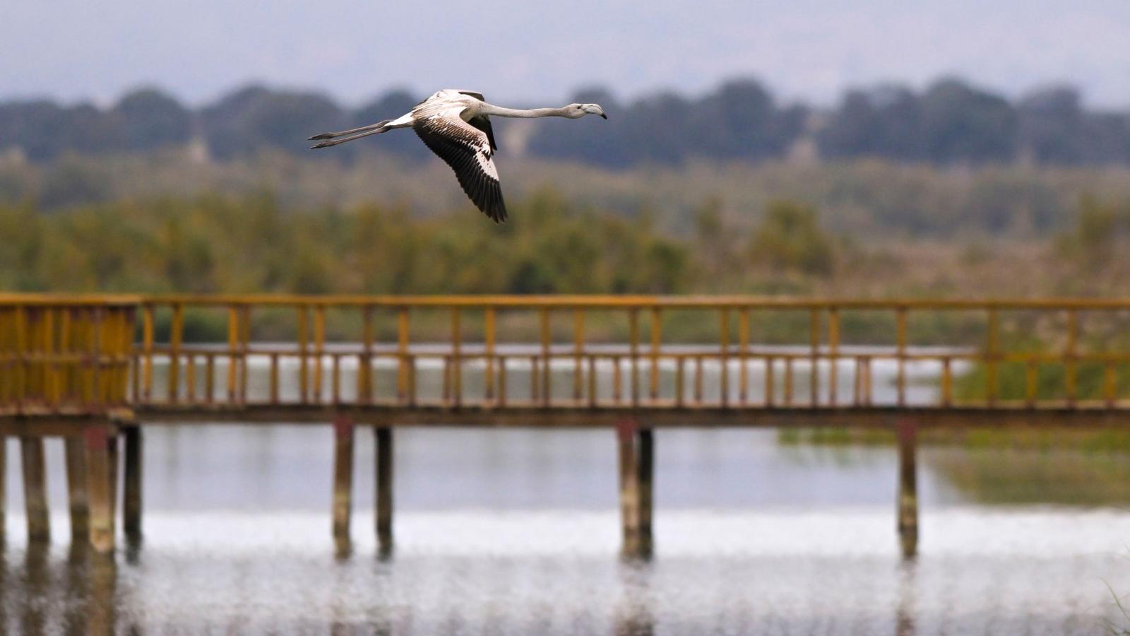 Las Tablas de Daimiel se podrán visionar en directo desde una web cam