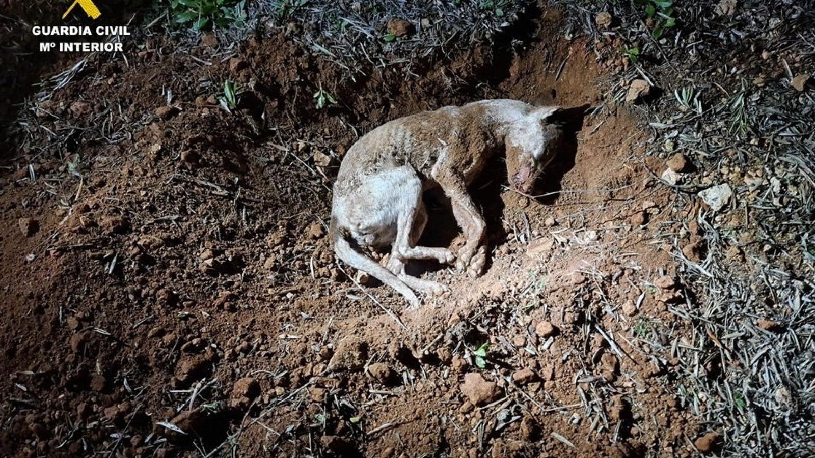 Investigan a una persona por matar a golpes a su perro en Castellar de Santiago (Ciudad Real)