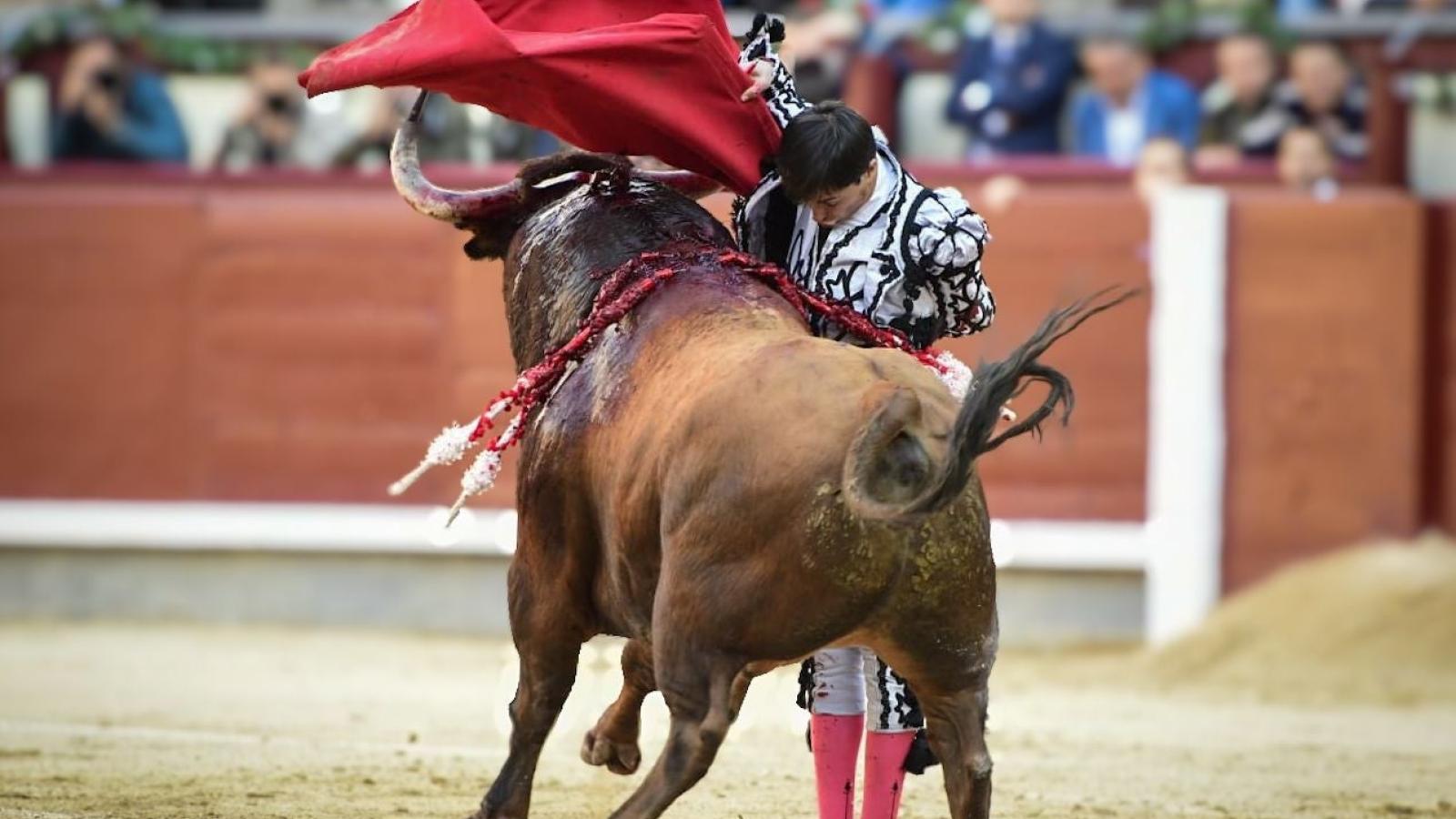 Serio y poderoso Espada, sin ella, en la Goyesca de Las Ventas