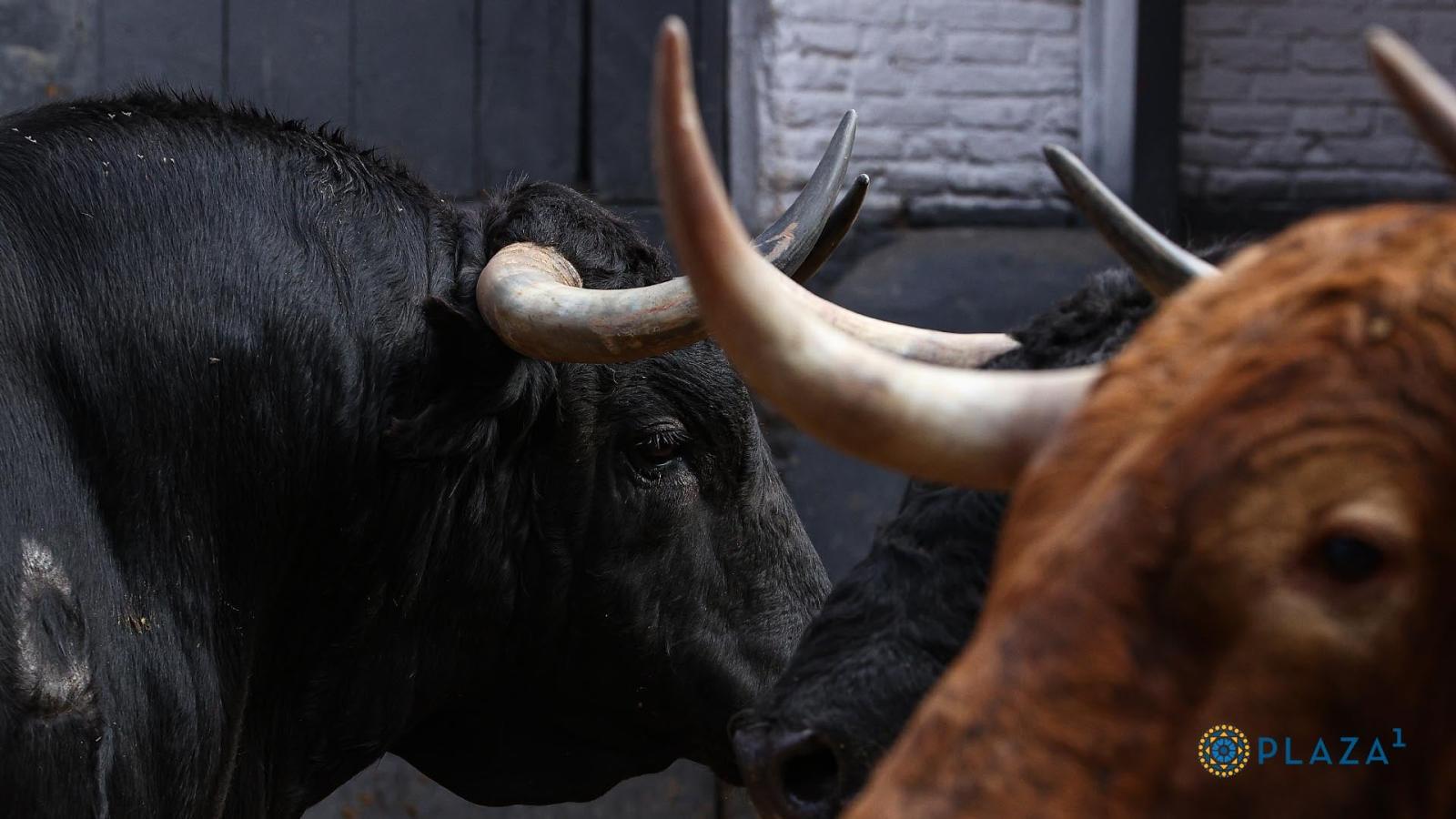 Estos son los espectaculares toros de Santiago Domecq para la corrida de hoy en Las Ventas