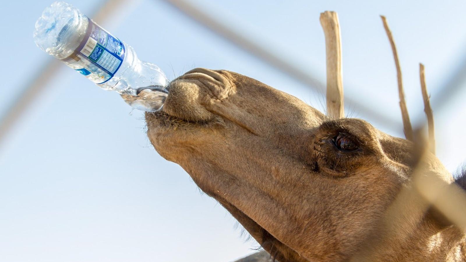 ¿Conoces el plural de la palabra "sed"?