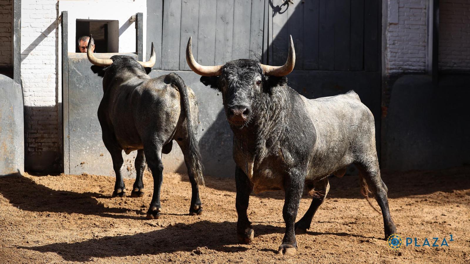 Estos son los esperados toros de Victorino Martín para la Corrida de la Prensa con la presencia del Rey