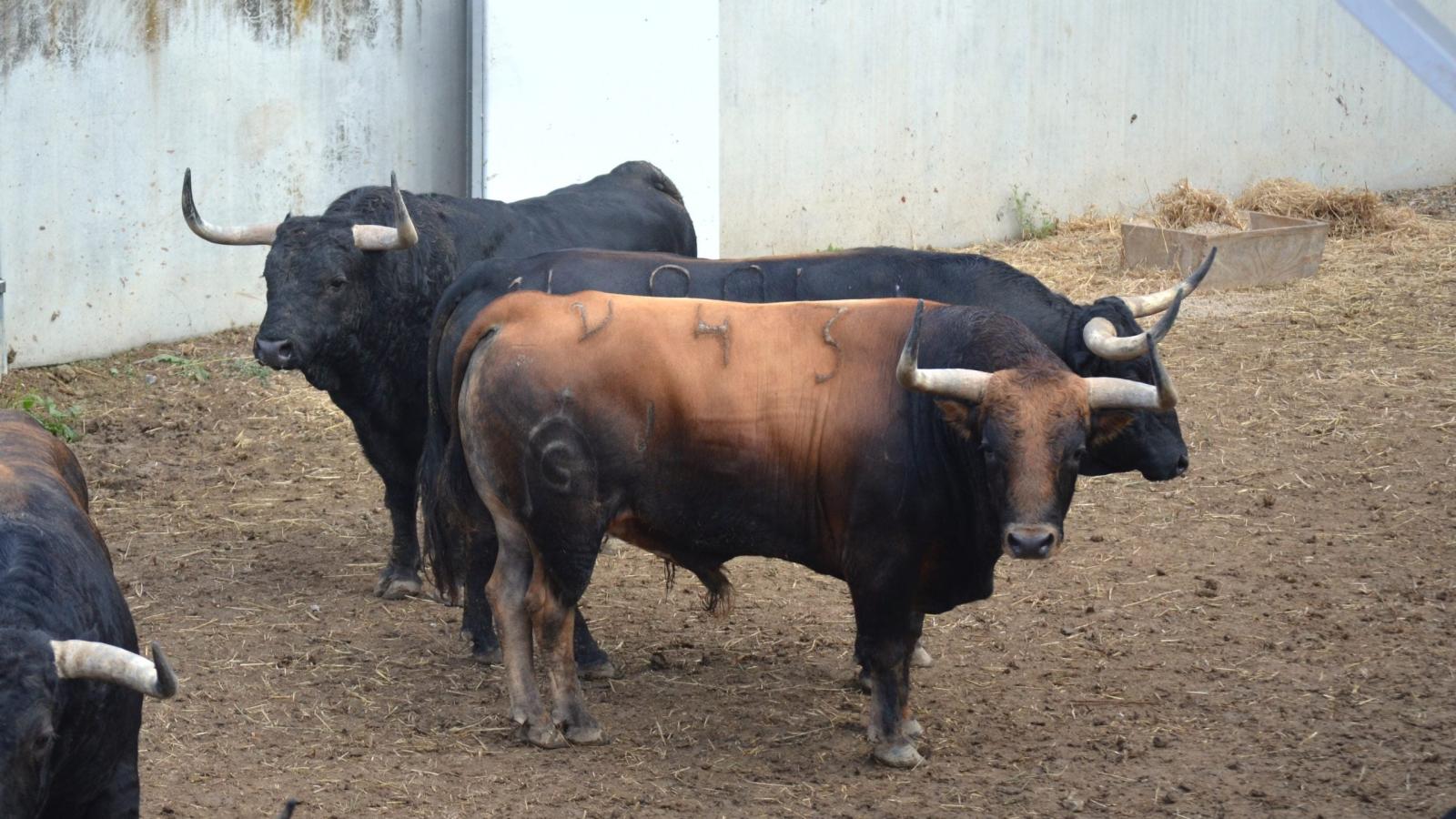 Los de Fuente Ymbro se preparan para salir a las calles de Pamplona el miércoles 10 de julio