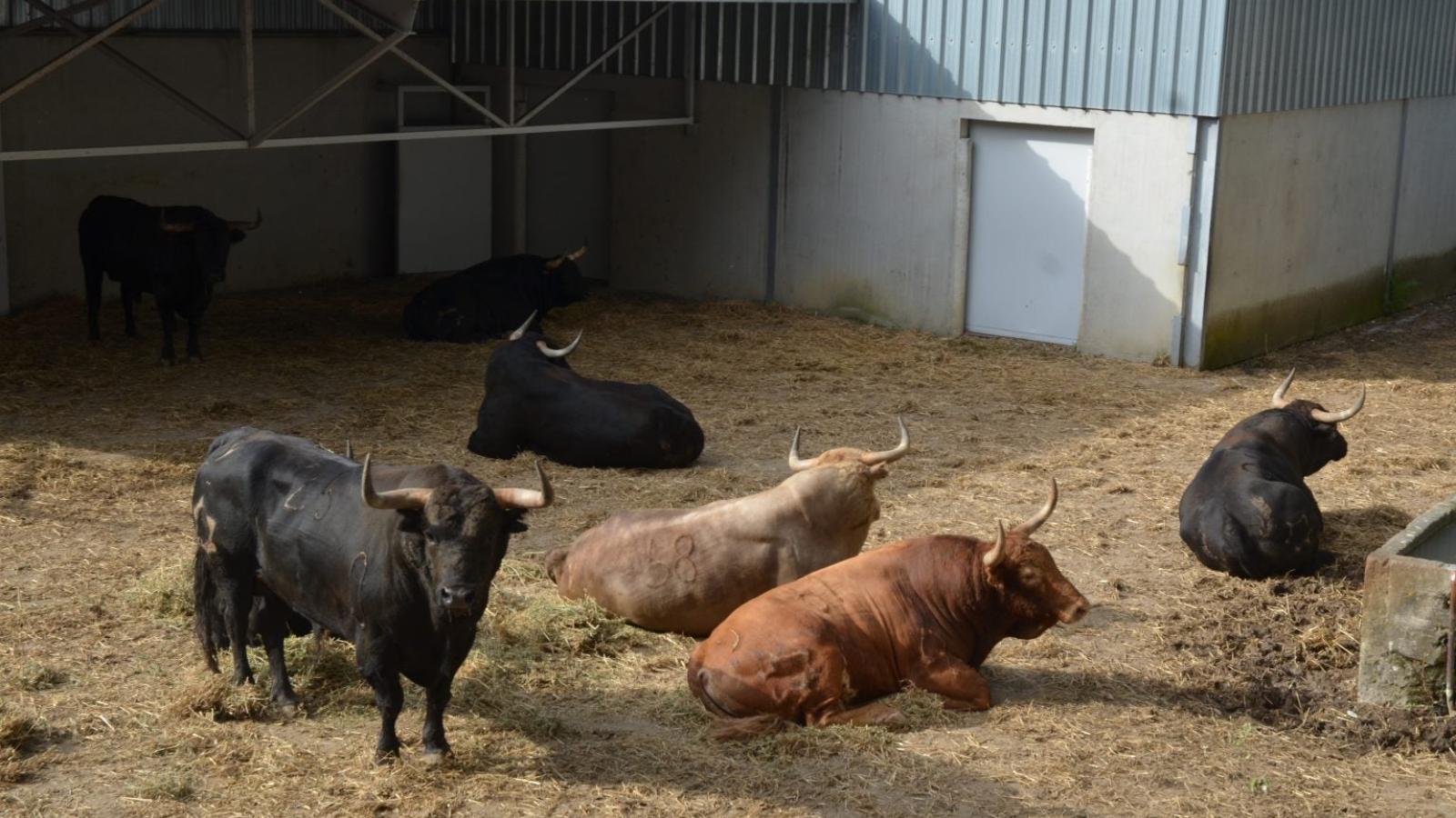 Estos son los toros de Domingo Hernández que saldrán el jueves 11 en el encierro de San Fermín