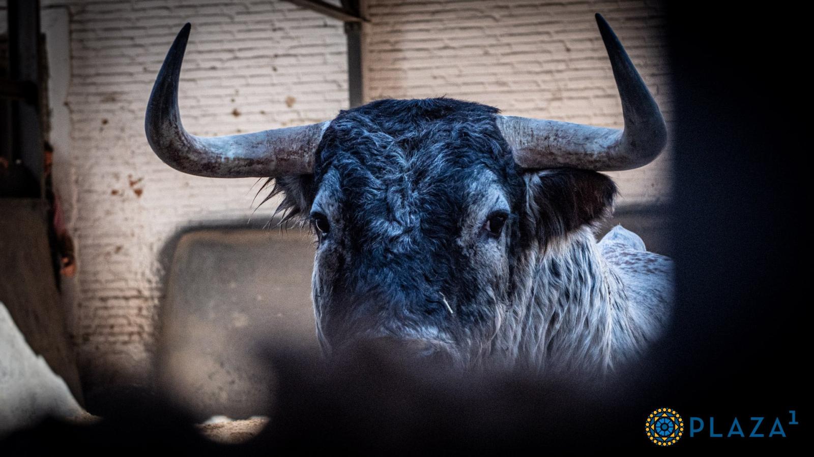 Estos son los espectaculares toros de Dolores Aguirre y Sobral para hoy en Las Ventas