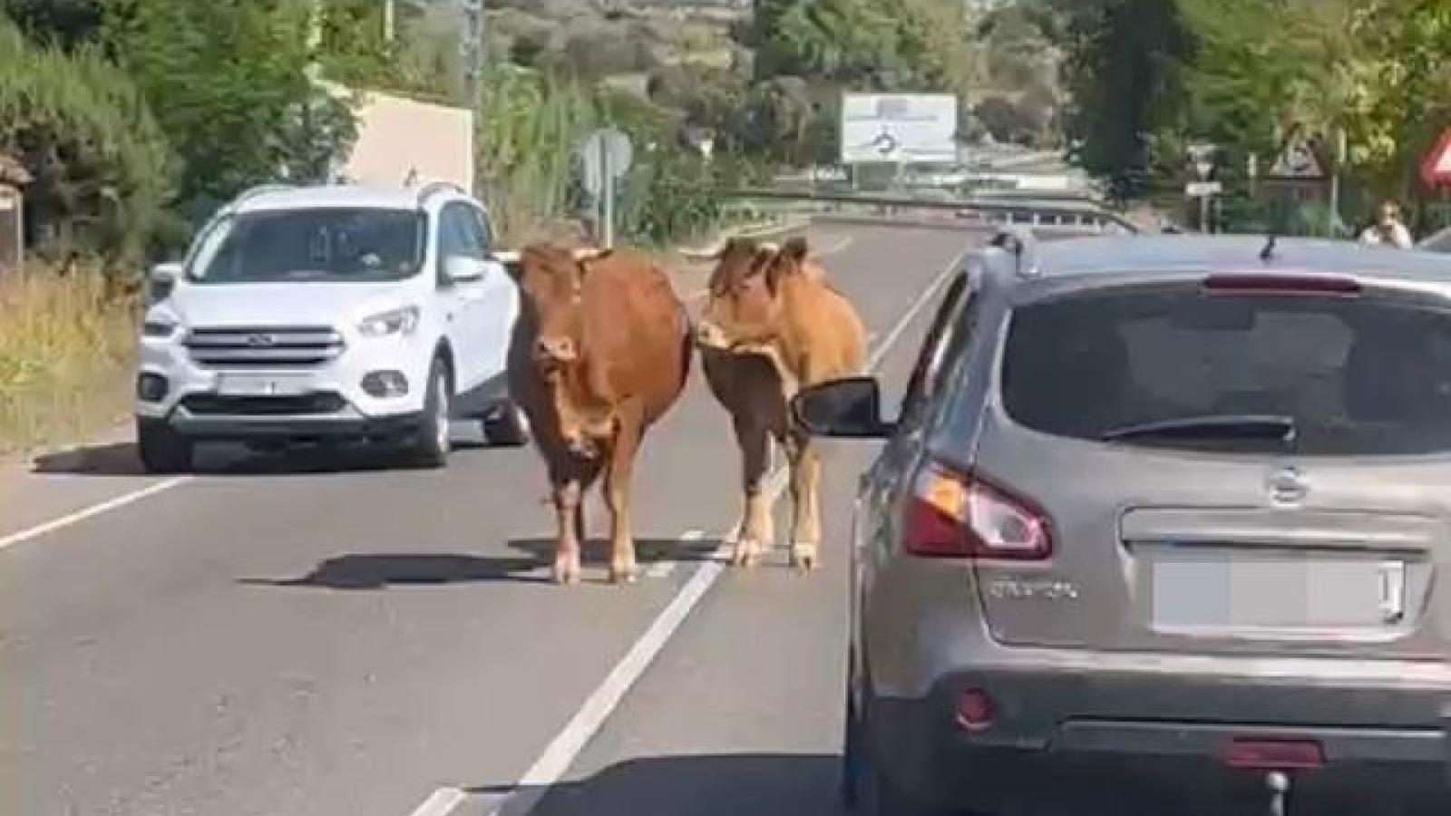 Dos vacas se pasean por mitad de una carretera de un pueblo de Toledo