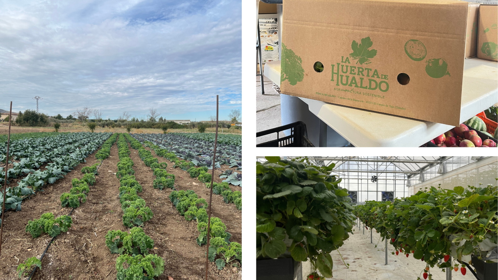 Esta huerta ecológica ubicada a la orilla del río Tajo envía a domicilio su fruta y verdura recién cortada en tan solo un día