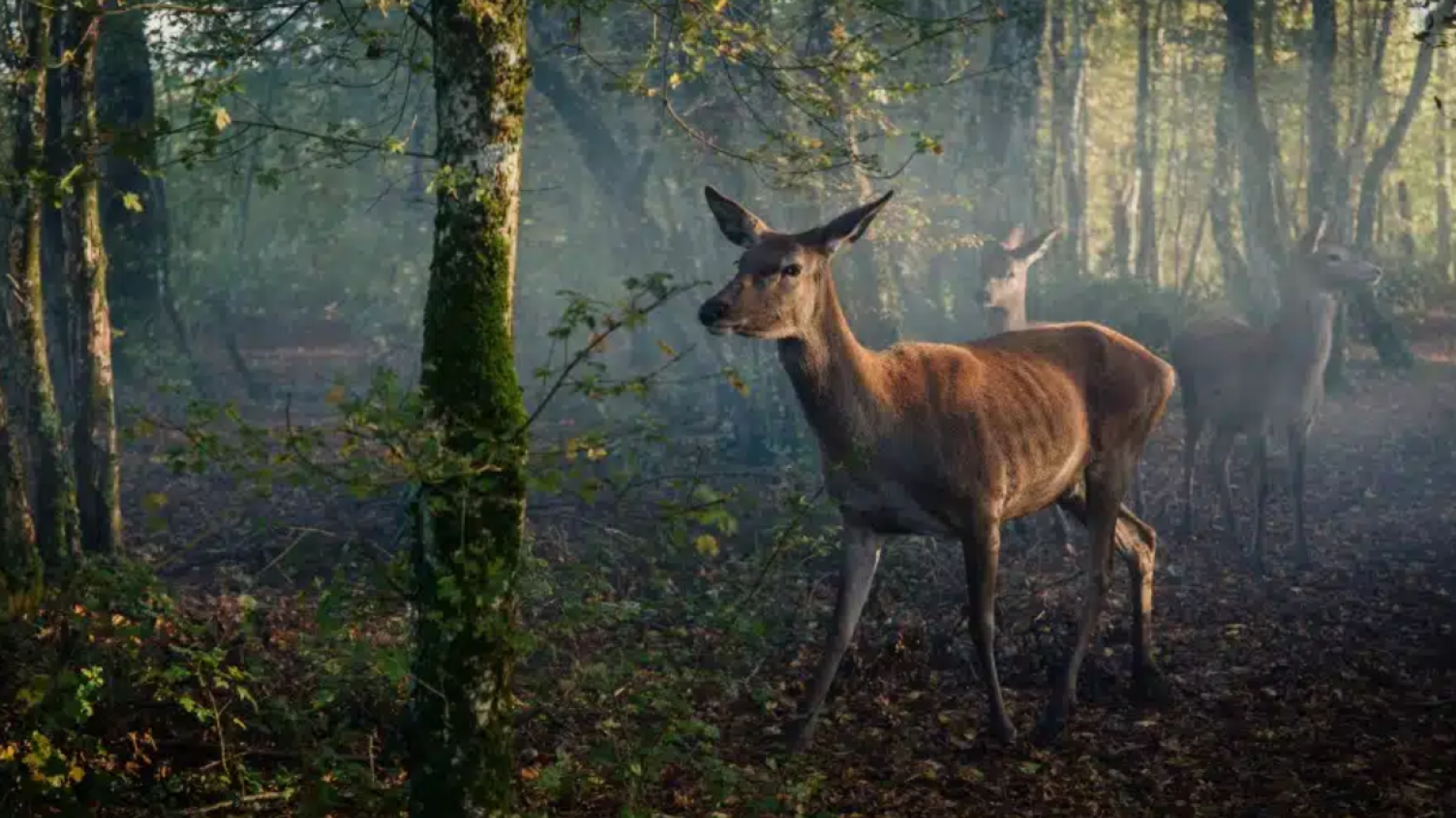 «Bambi, una vida en el bosque»