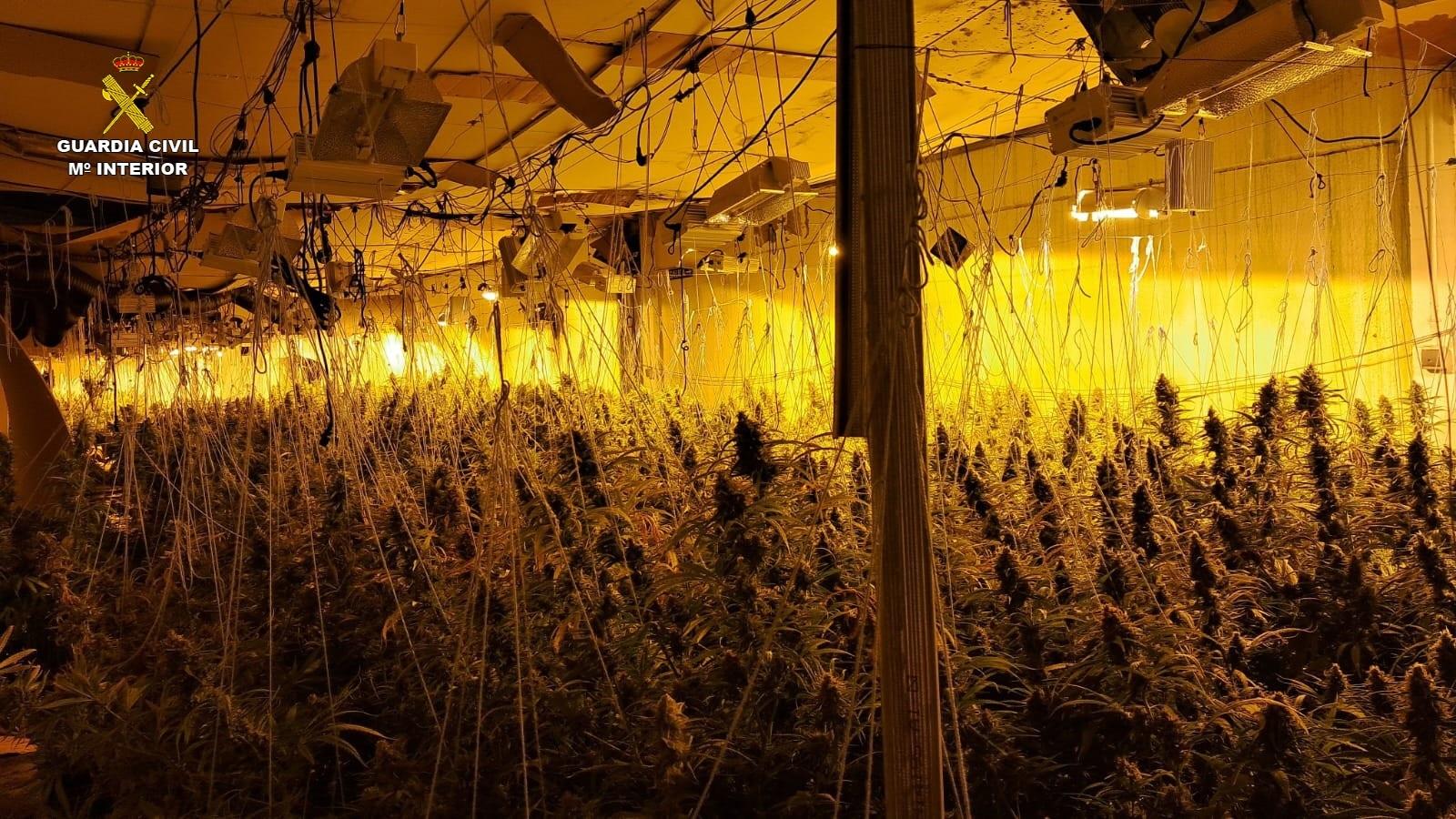 Desmantelada una banda de albaneses vinculada a un cultivo de marihuana con más de 1.000 plantas en Guadalajara