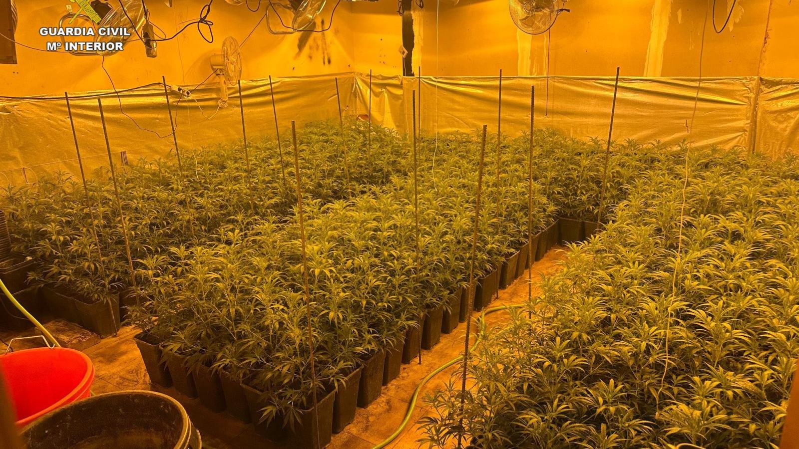 Desmantelado un gran cultivo de marihuana en el sótano de una vivienda en un pueblo de Guadalajara