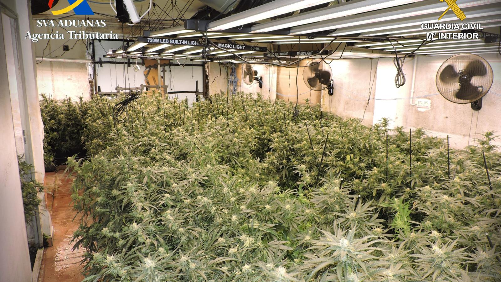 Desmantelado un gran cultivo de marihuana en un pueblo de Guadalajara valorado en más de 282.000 euros