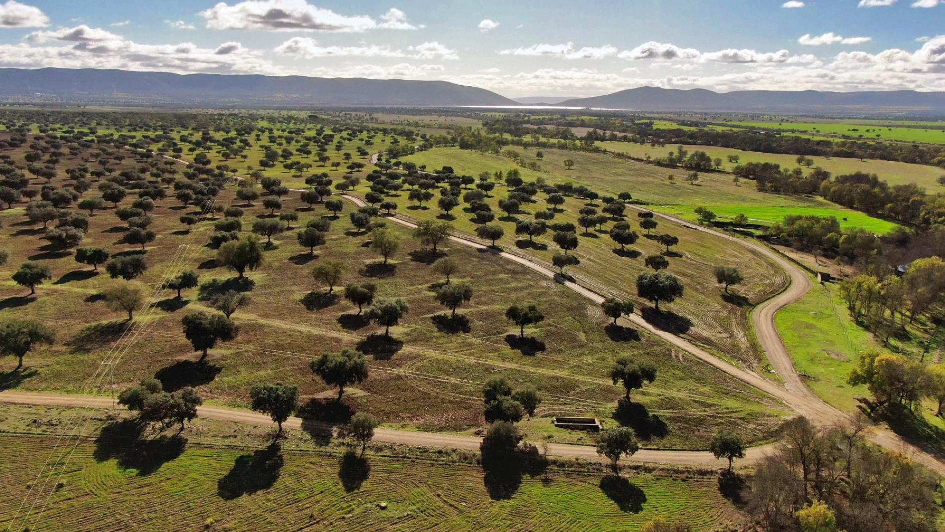 Olivares de la finca Dehesa el Molinillo en Retuerta del Bullaque (Ciudad Real)