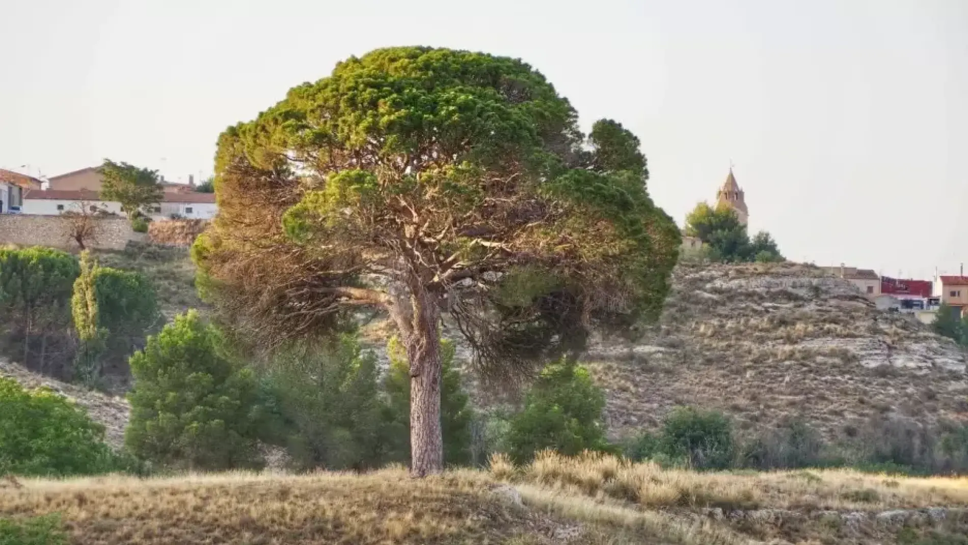 El Mejor Árbol de España 2025 es este pino llamado "Juan Molinera" situado en Abengibre (Albacete)