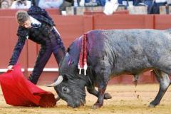 Escribano, torea con la diestra a «Cobradiezmos», el toro de Victorino Martín que fue indultado en Sevilla