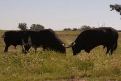 TOROS DE VICTORIANO DEL RIO