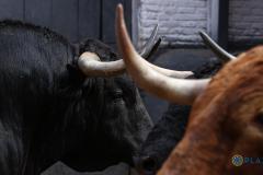 Estos son los espectaculares toros de Santiago Domecq para la corrida de hoy en Las Ventas