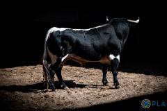 Estos son los toros de Benítez Cubero y Pallarés para esta tarde de rejones en Madrid