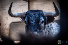 Estos son los espectaculares toros de Dolores Aguirre y Sobral para hoy en Las Ventas