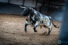 Estos son los poderosos novillos que se lidiarán esta tarde en Las Ventas