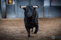 Estos son los imponentes novillos de Fuente Ymbro para esta tarde en Las Ventas