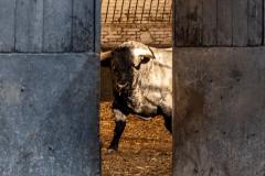 Estos son los imponentes toros que saltarán esta tarde al ruedo de Las Ventas