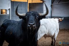 Estos son los impresionantes toros para el mano a mano de hoy en Madrid