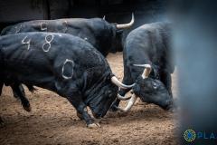 Así son los toros de Fuente Ymbro para esta tarde de otoño en Madrid