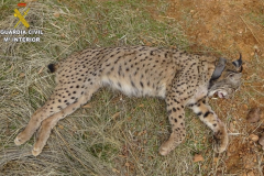 El lince ibérico 'Salteado' tras ser abatido por un cazador en Villamanrique (Ciudad Real)