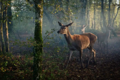 «Bambi, una vida en el bosque»