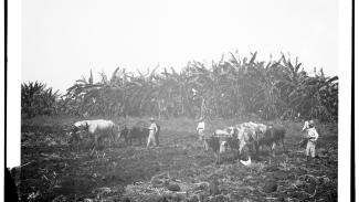 Recolección de caña en una plantación de azúcar cubana