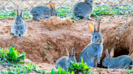 Plaga de conejos