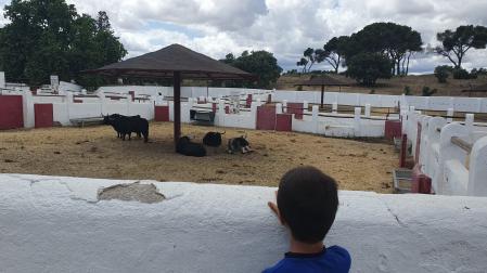 El lío de los toros en El Batán