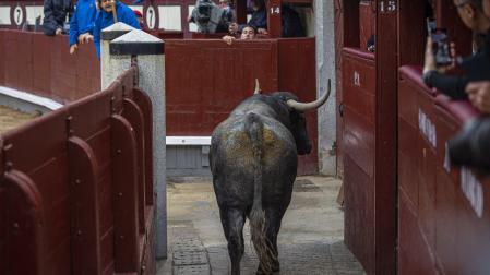 Uno de los toros de Adolfo Martín salta momentáneamente al callejón durante el decimosexto festejo de la Feria de San Isidro, que se celebra este domingo en la Monumental de las Ventas, Madrid.