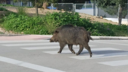 Un jabalí cruza una calle de Marbella