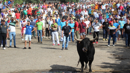 AMP.- El Toro de la Vega protagoniza un peligroso encierro al romper una talanquera y cornear gravemente a un joven