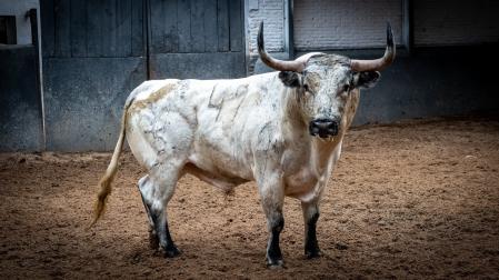 Todo listo para el concurso de ganaderías de esta tarde en Las Ventas