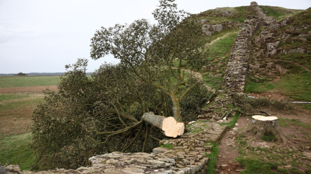 El "Sycamore Gap", recientemente talado en el muro de Adriano