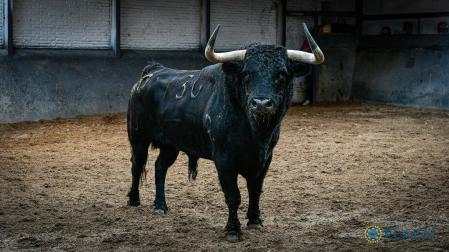 "Faraón", el último toro de El Juli en Las Ventas