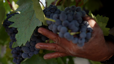 "Rioja, la tierra de los mil vinos" ya en cines selectos