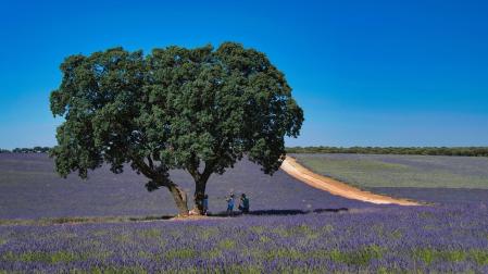 Este pueblo de Guadalajara ha sido elegido por sus campos de lavanda